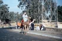 egypt-cairo-camel-01