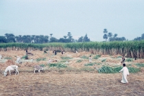egypt-memphis-01