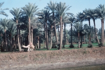 egypt-memphis-03