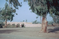 egypt-memphis-04