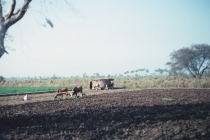 egypt-memphis-05