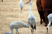 sandhill-crane-01-b