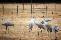 sandhill-crane-02-b