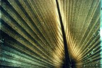 1_transfer-palm-frond-a