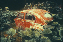 1_transfer-vw-bug-garden-a